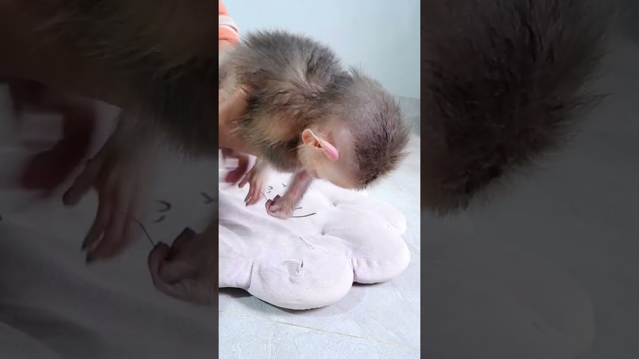 Before applying the powder, you need to dry the hair of the little monkey to dry