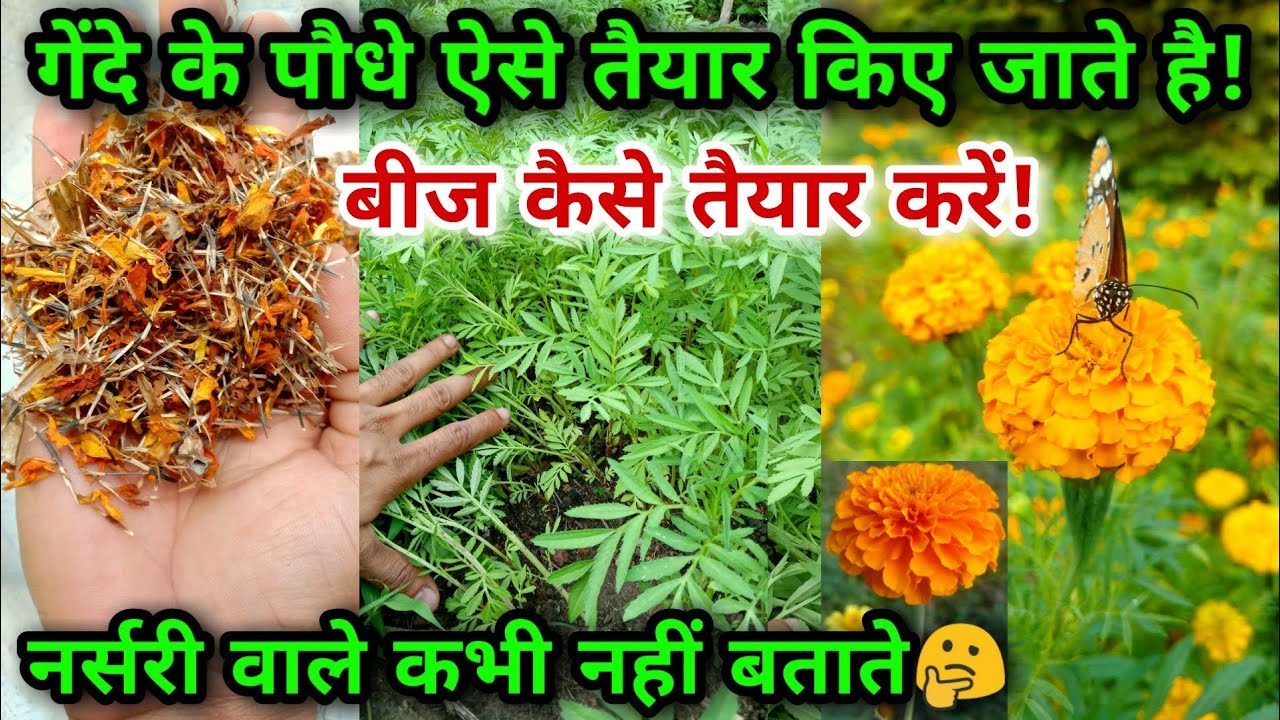 गेंदा फूल के पौधे/नर्सरी आप भी आसानी से तैयार कर सकते हो | How to grow MARIGOLD from seed