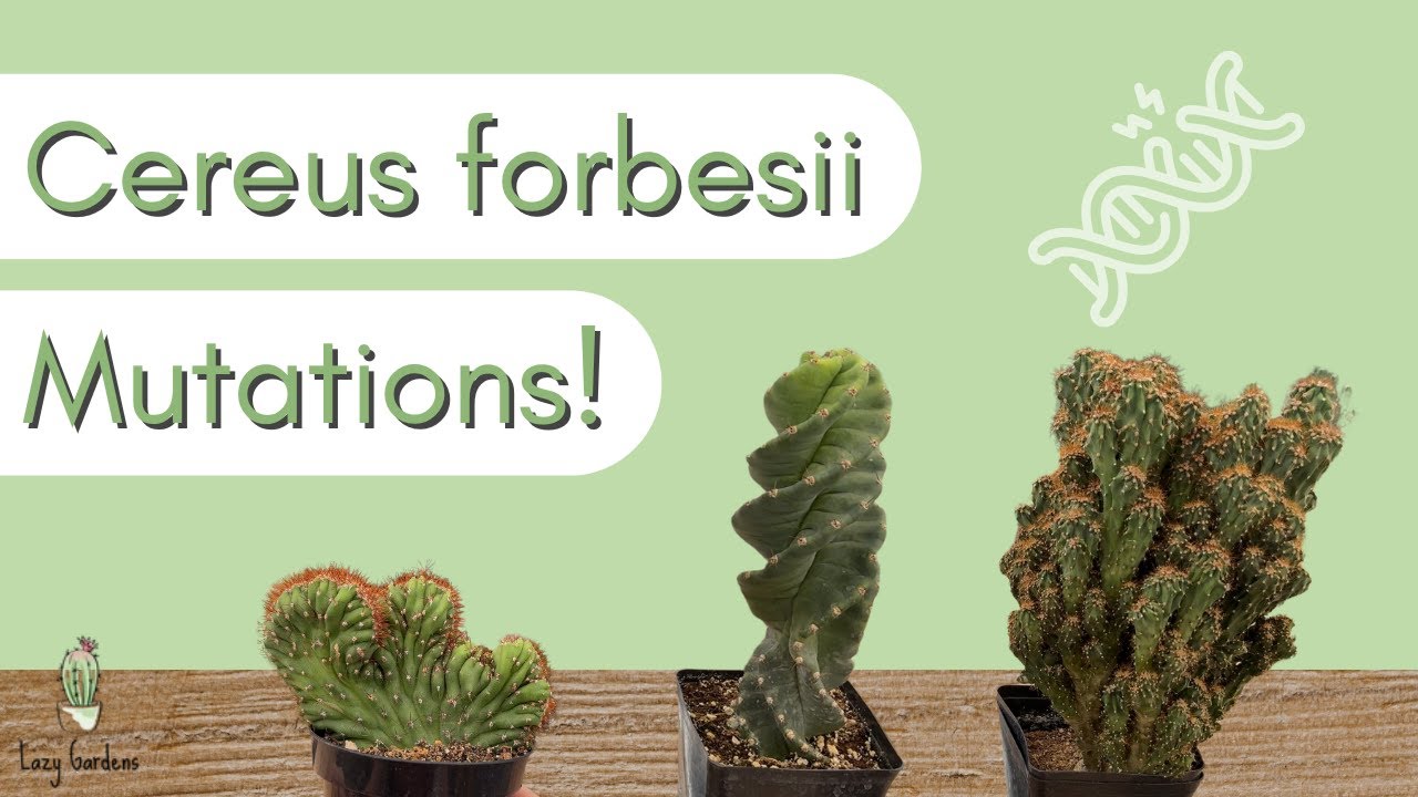 Разновидности Cereus forbesii | Спиральный кактус, монстрозный и гребенчатый мутанты