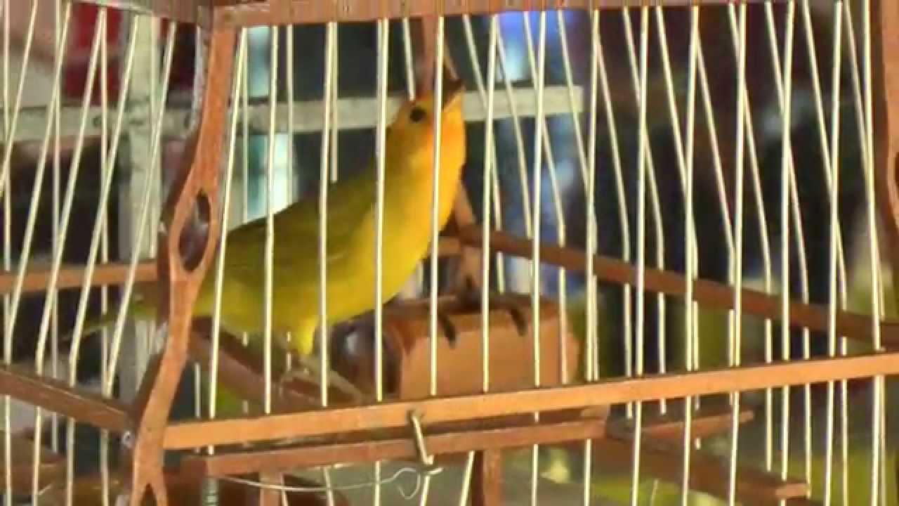 CRÍA CANARIOS CRIOLLOS Canario costeño, Canario coronado, Canario silvestre.