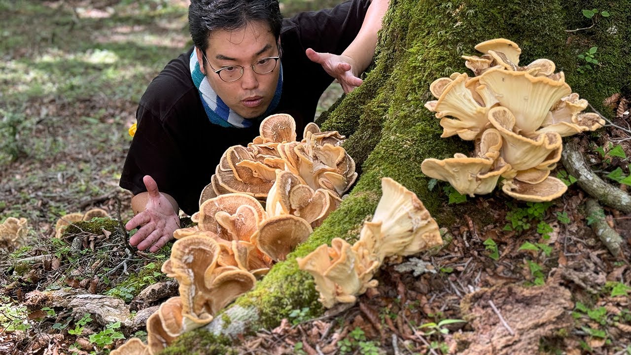 幻の超巨大キノコ・トンビタケを発見して堪能！