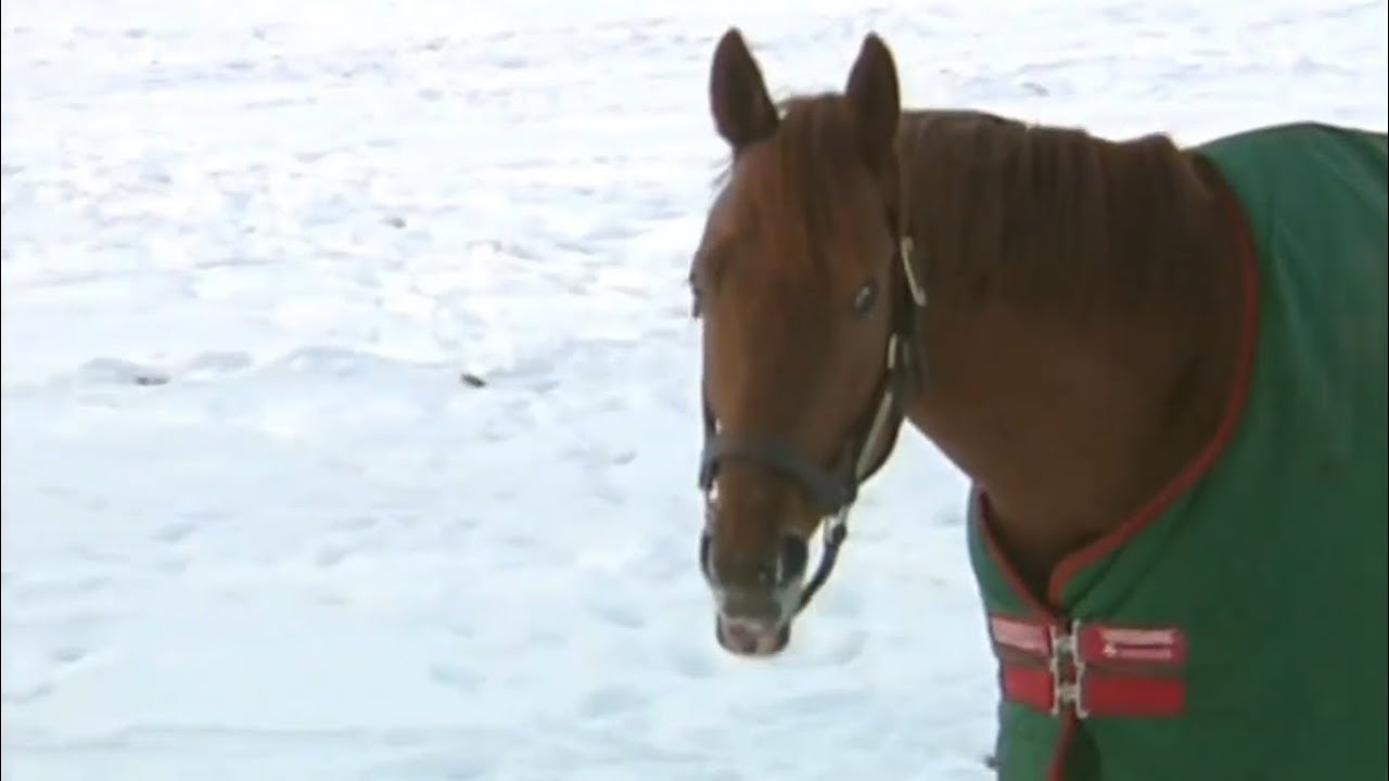 Agnes Tachyon on Pasture Clips