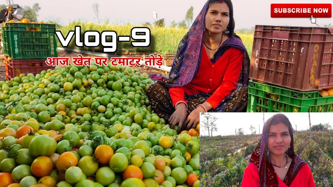 आज खेत पर बहुत काम किया🍅🌾 #minivlog #farmingvlog #trendingaudio #villagelife #dailyvlog #khetivideo