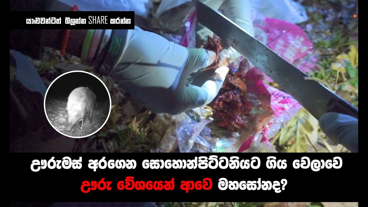 Holman katha | ඌරුමස් අරගෙන සොහොන්පිට්ටනියට ගිය වෙලාවෙ ඌරු වේශයෙන් ආවෙ මහසෝනද? Newslanka Ra dholaha