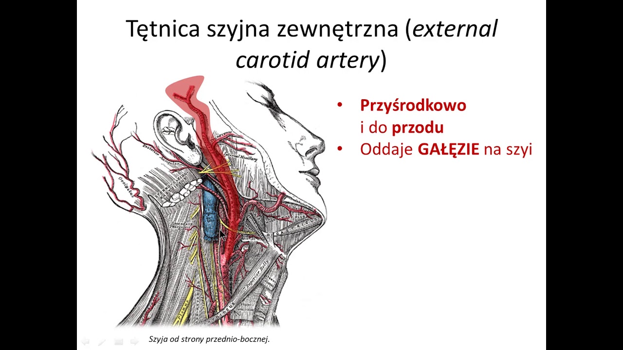 Tętnica szyjna zewnętrzna cz. I (wstęp)