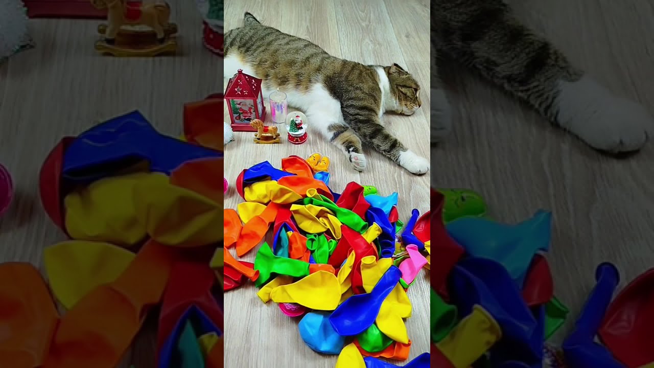 Cat Barsik 🔥 Marbles ❤ Reverse video❤