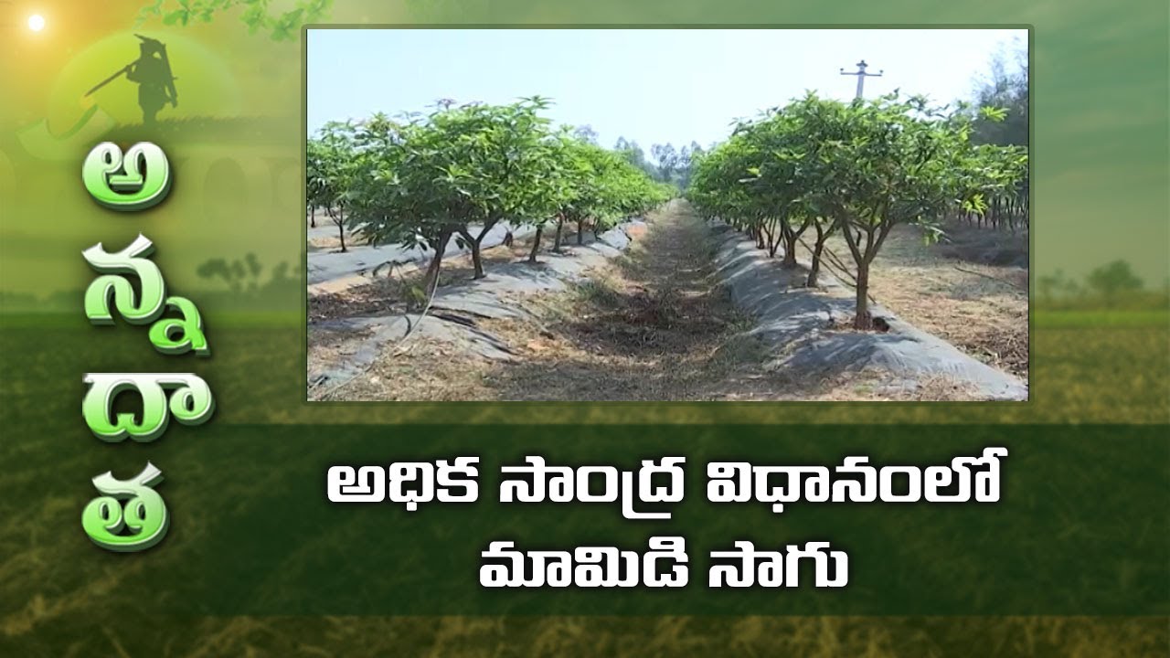 High-Density Mango | Cultivation & Pruning Tips