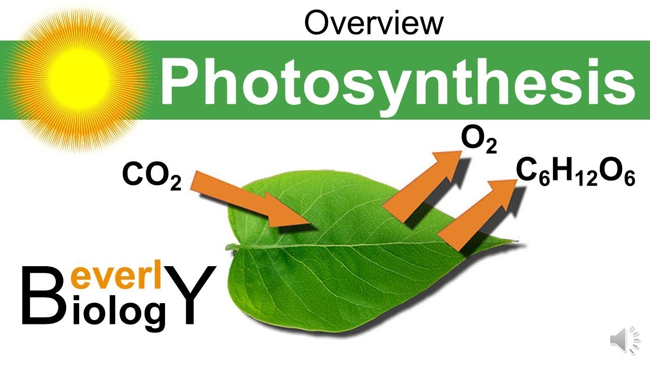 Photosynthesis Overview