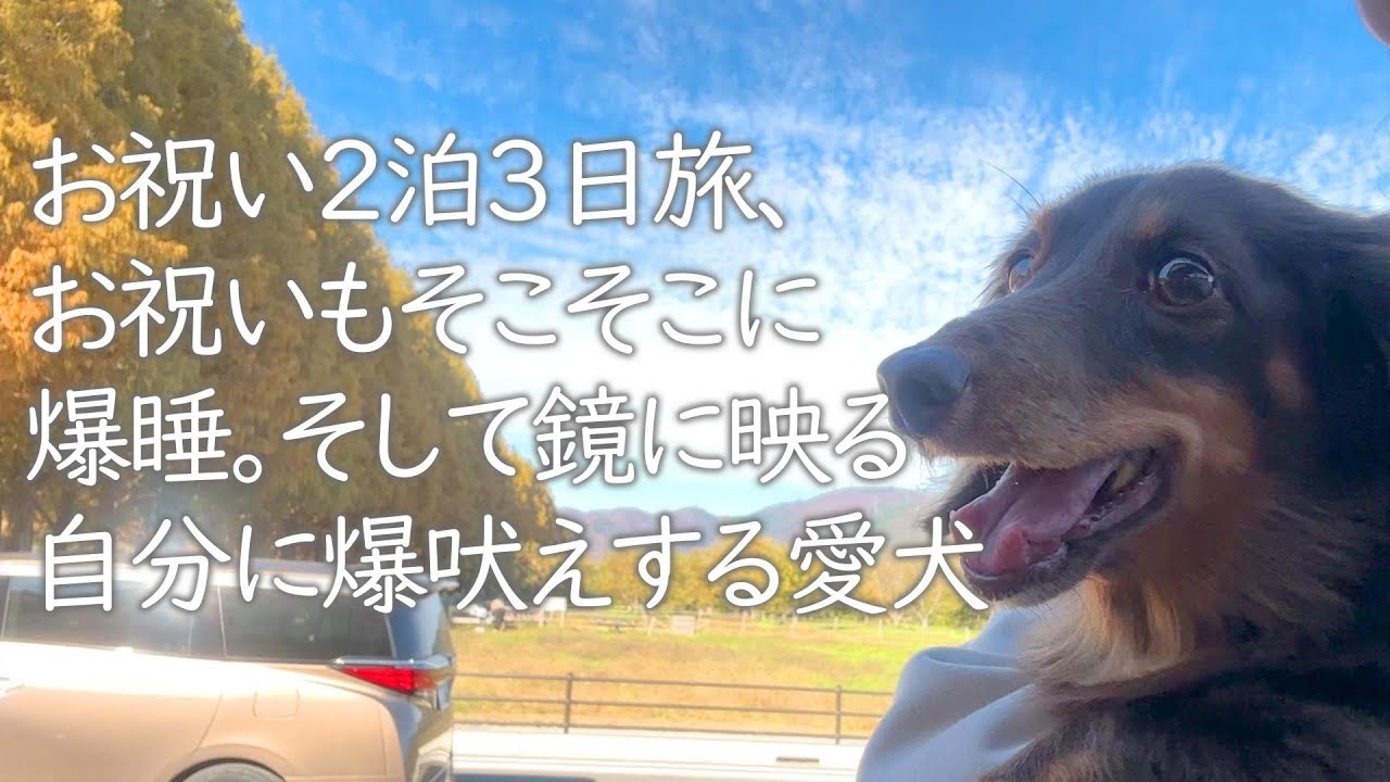 お祝い2泊3日旅、お祝いもそこそこに爆睡。そして鏡に映る自分に爆吠えする愛犬【カニンヘンダックスフンド】