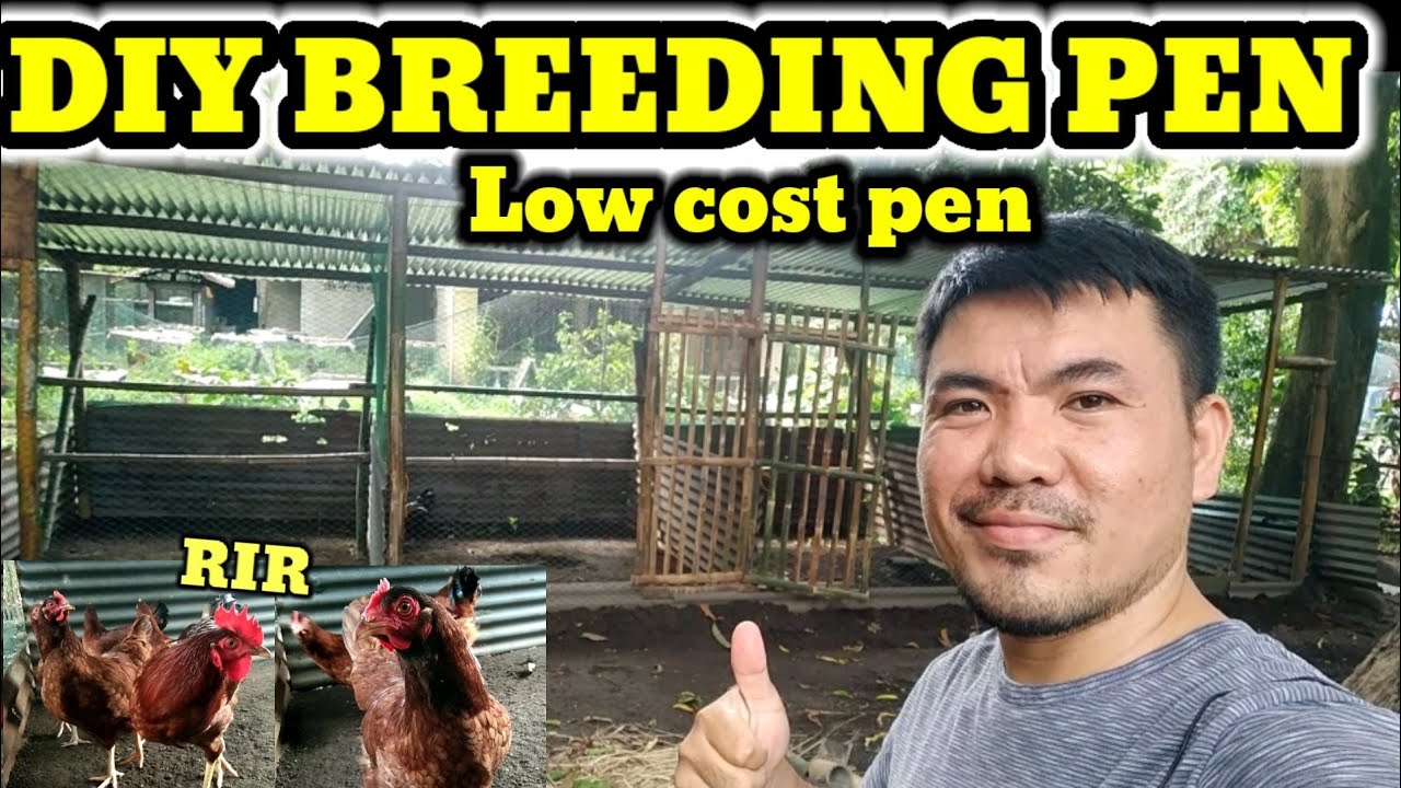 LOW COST BREEDING PEN FOR CHICKEN