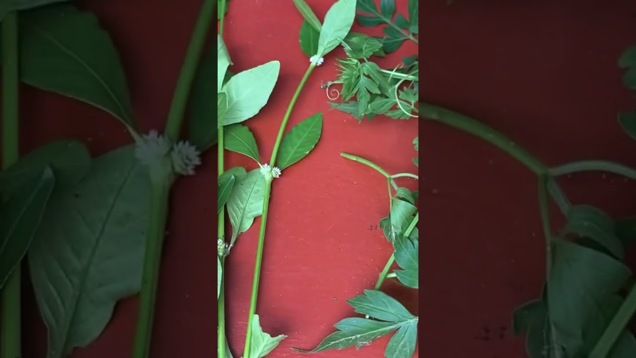 Uncommercial #Edible Herbs 🪴 in Sri Lanka| Using for Making Herbal Porridge 🥣