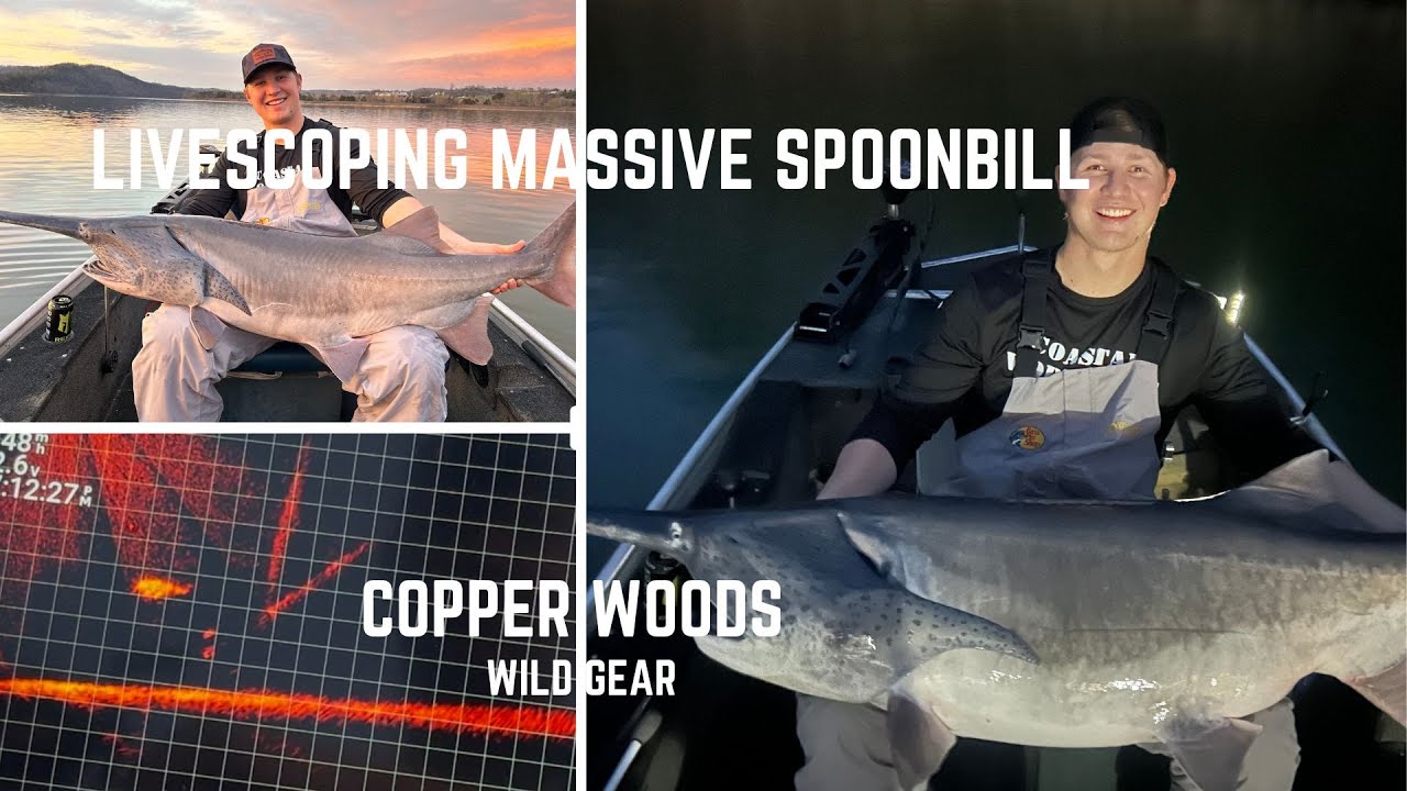 SNAGGING 200LBS OF MASSIVE SPOONBILL ON LIVESCOPE!!