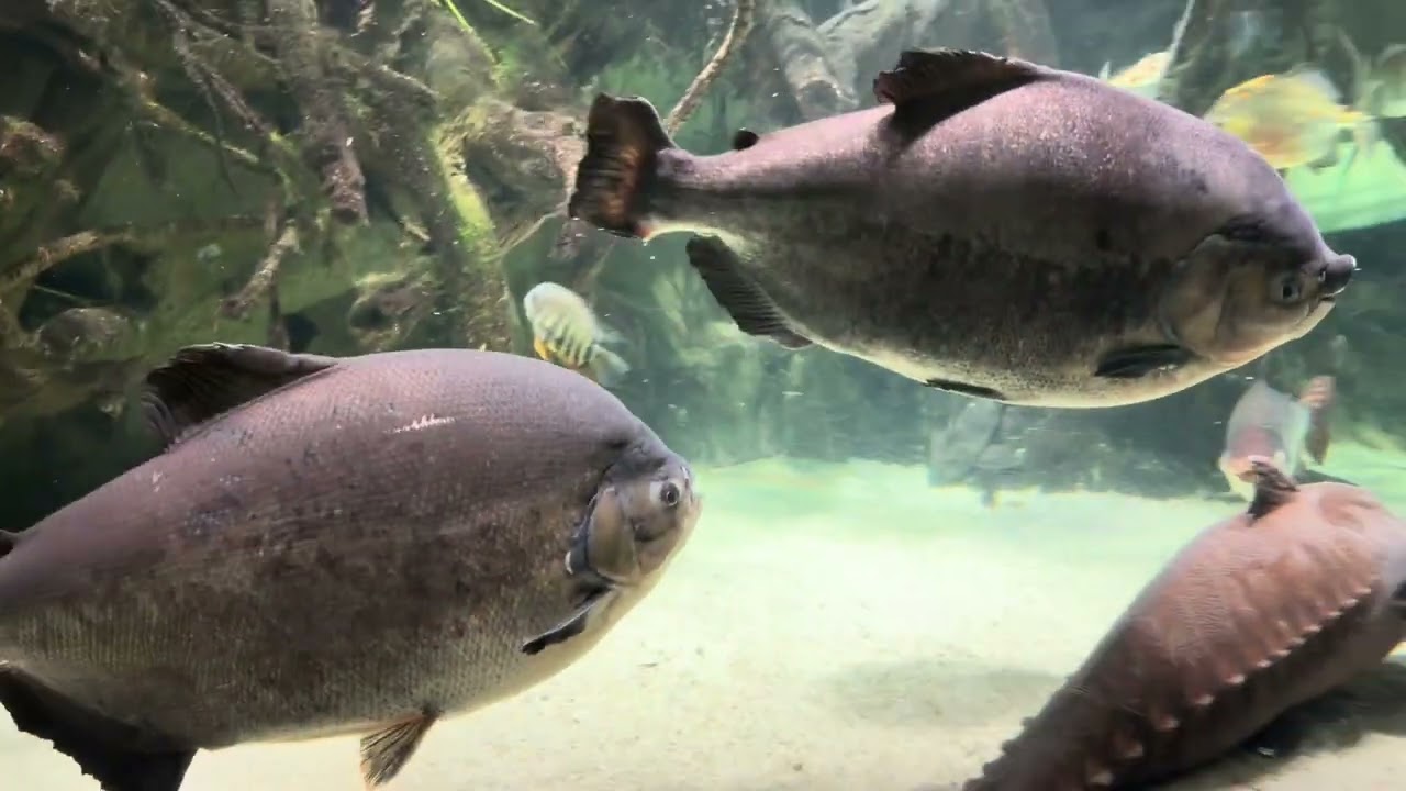 National Aquarium Baltimore