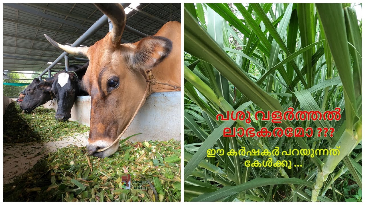 പശുവളർത്തലിൽ ലക്ഷങ്ങൾ ലാഭമുണ്ടോ ?   Cattle Rearing In Kerala.