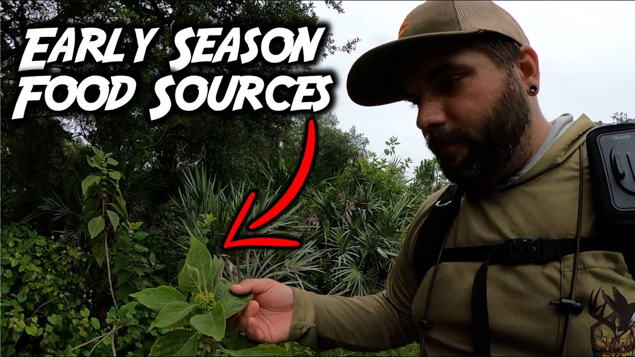 PINCH POINTS, BEDDING, and EARLY SEASON FOOD SOURCES: Scouting for Archery Season in Florida