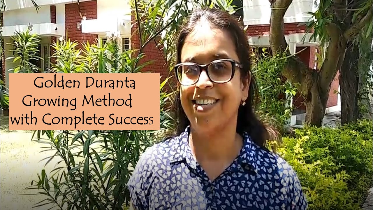 How to Grow Golden Duranta, The Hedging Plant