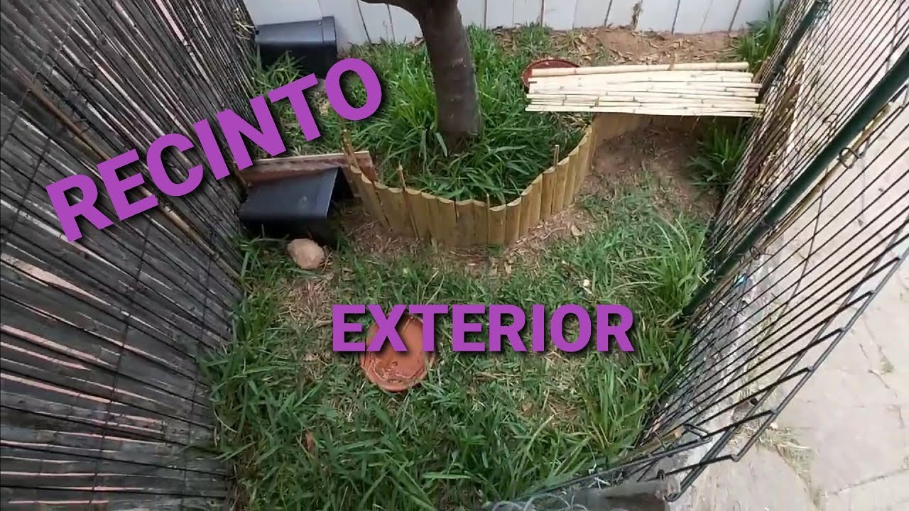 Hacer recinto exterior fácil para tortugas de tierra