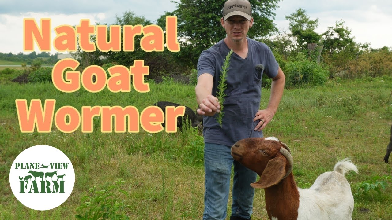 Have You Seen This Natural Goat Wormer? And What I Use To Prevent Pink Eye In Cattle