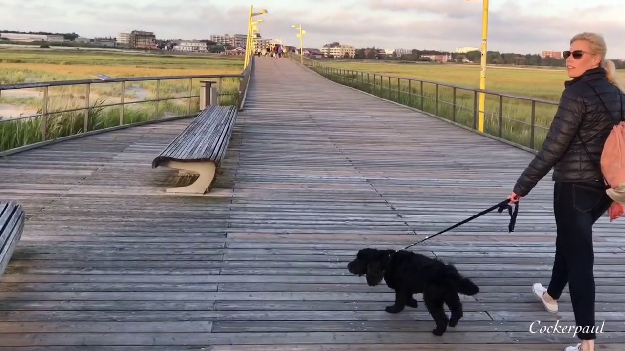 Cockerpaul in Sankt Peter Ording - der perfekte Urlaub mit Hund an der Nordsee