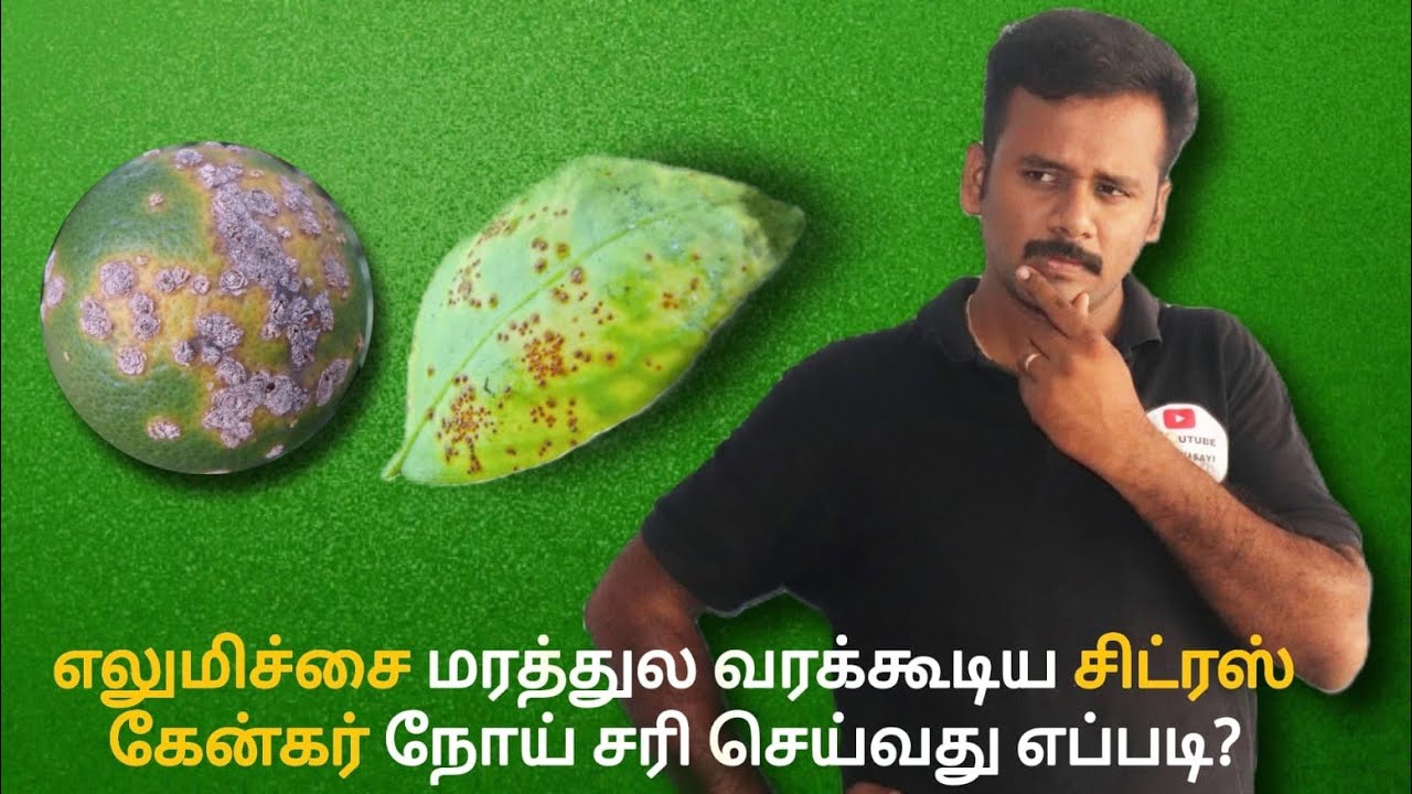 எலுமிச்சை பழத்தில் கேன்கர் நோய் -Citrus Cancker Diseases