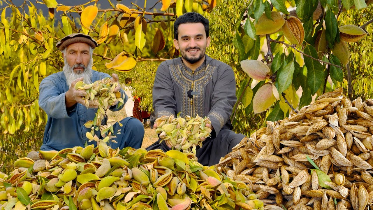 Afghan Almond | Kabul Khaki Jabbar | افغان بادام | کابل خاکجبار