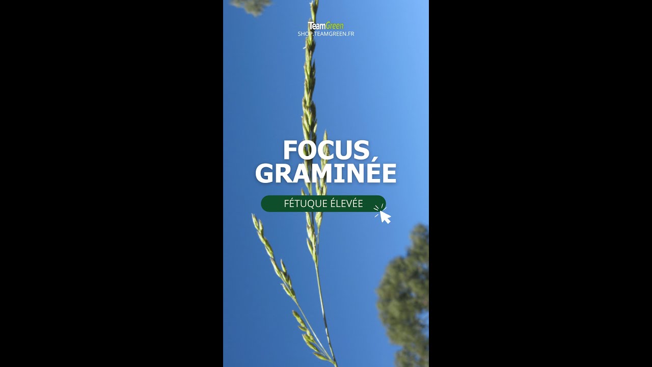[FOCUS GRAMINÉE] - La Fétuque Élevée 🌾