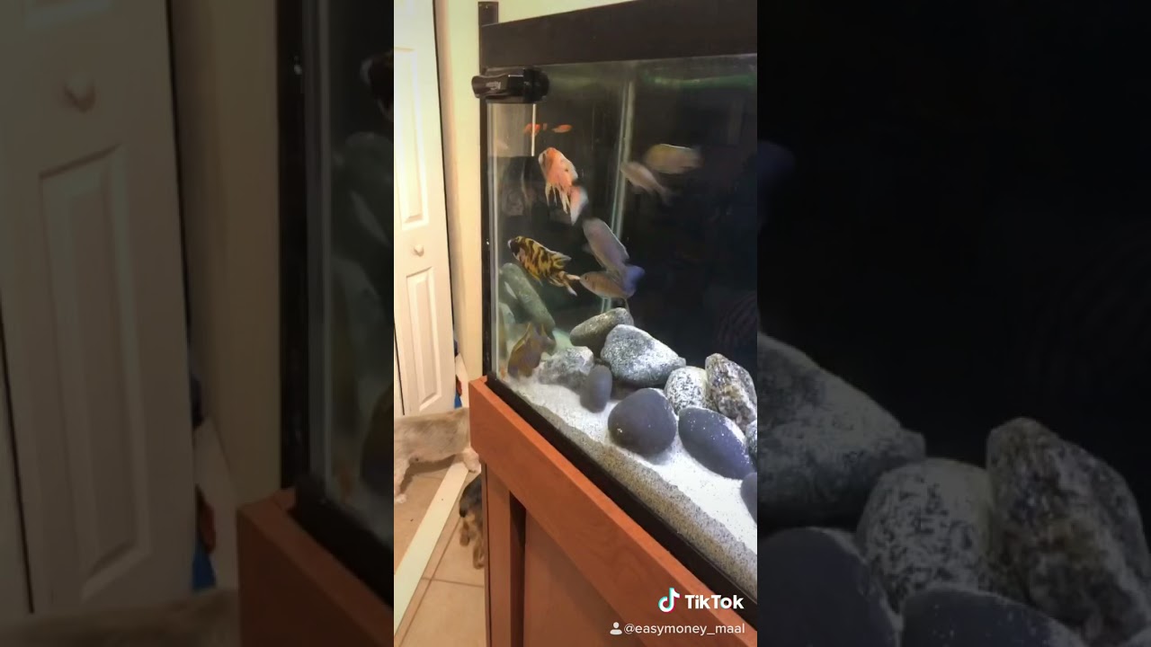 Feeding African cichlids live gold fish 🔥🔥🔥😱