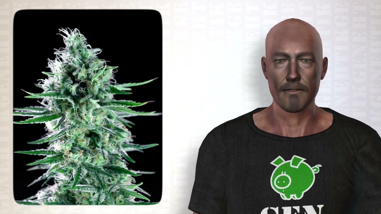 Northern Lights X La Historia de la Northern Lights X de Genehtik Seeds