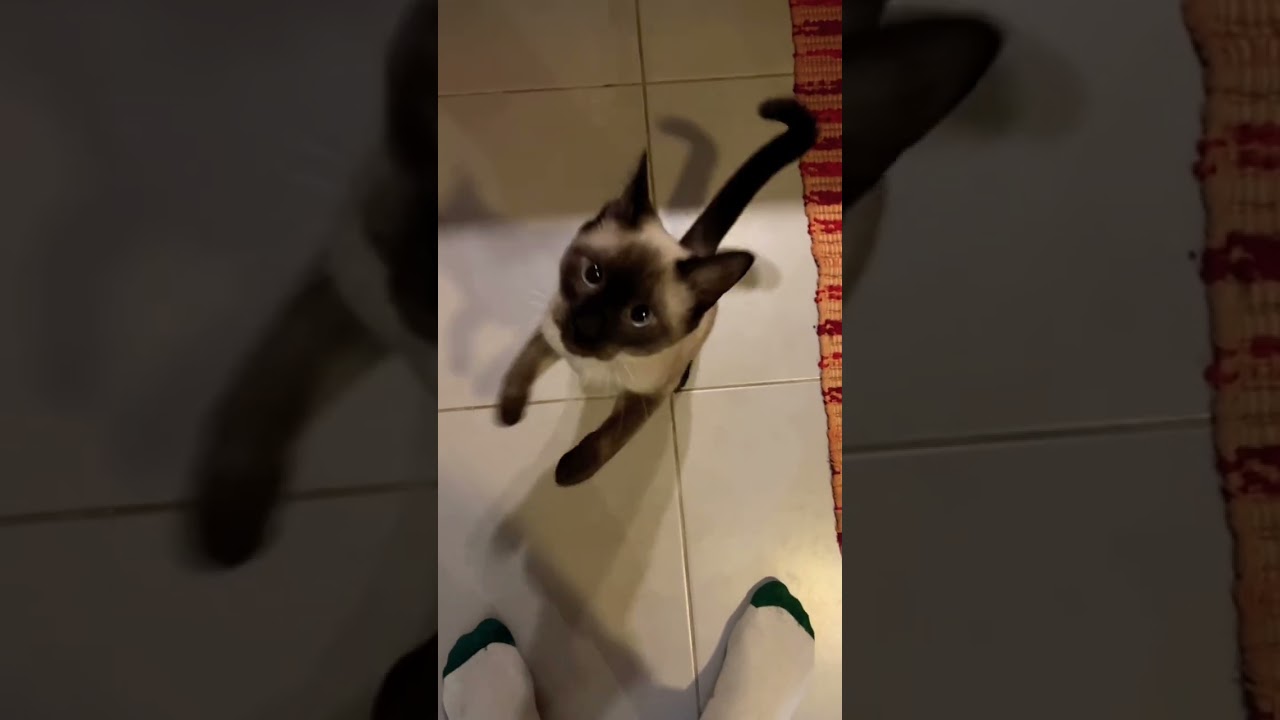 Siamese cat meows like crazy 😝 🐈&zwj;⬛😺😅 #subscribe #like #cat #siam #angry #crazy