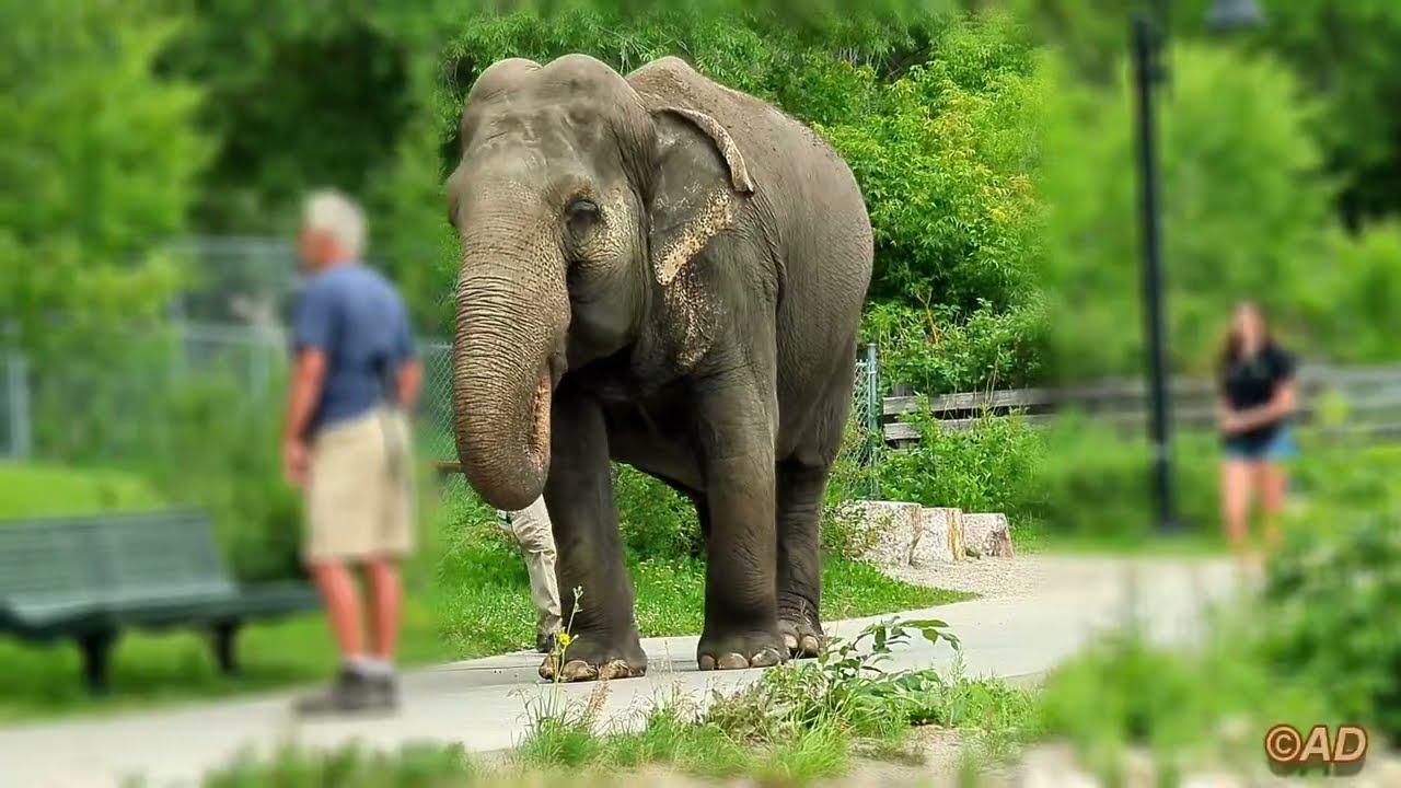 Edmonton Valley Zoo July 2025