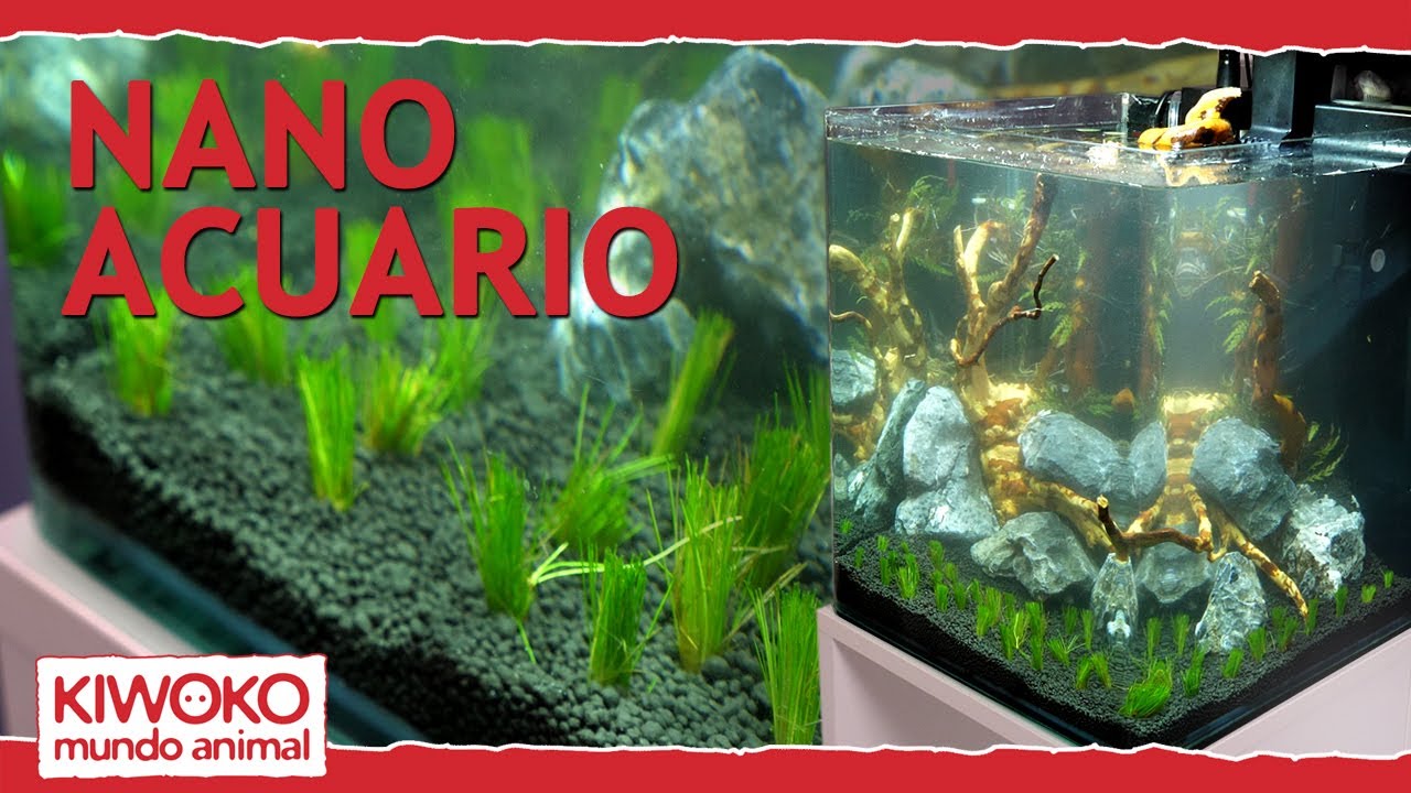 Cómo montar un Nano Acuario 30L💦 Tutorial Fácil