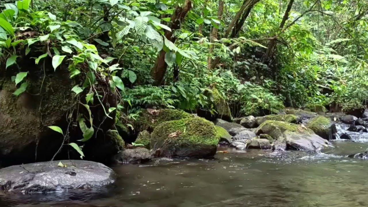 Gentle Tropical River Flow, Soft Forest Birds, Peaceful Nature Sounds