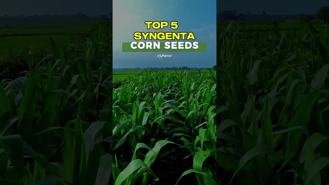 TOP 5 BEST SYNGENTA CORN SEEDS | #corn #agriculture #farming #farm  #cornseed #cornseed  #syngenta
