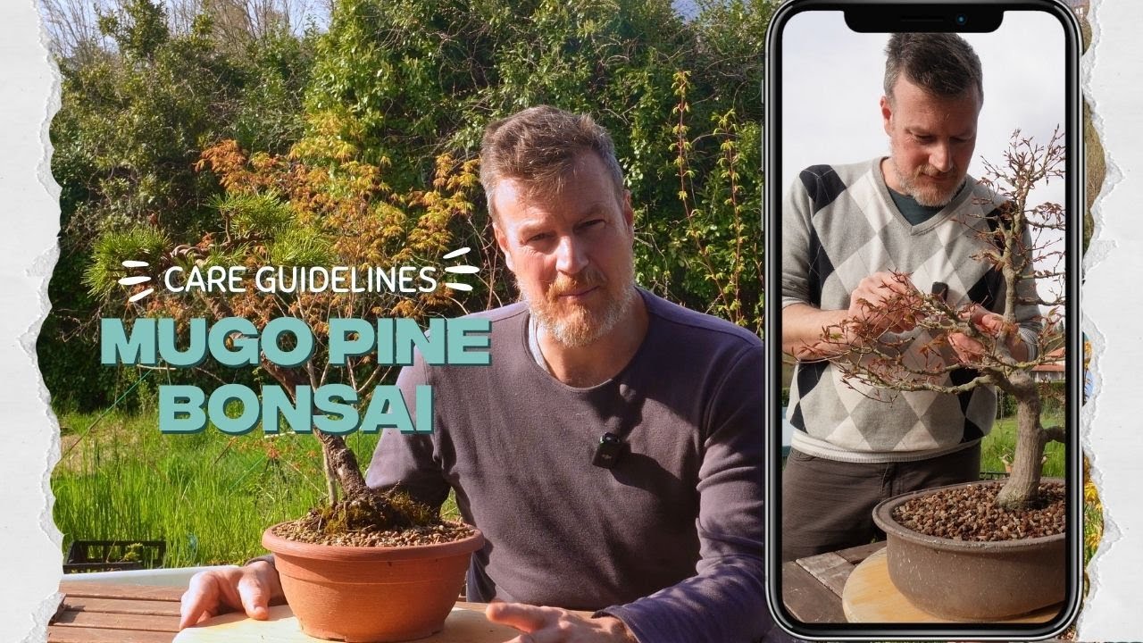 How to Care for a Mugo Pine Bonsai (Pinus mugo) &mdash; Complete Bonsai Care Guide