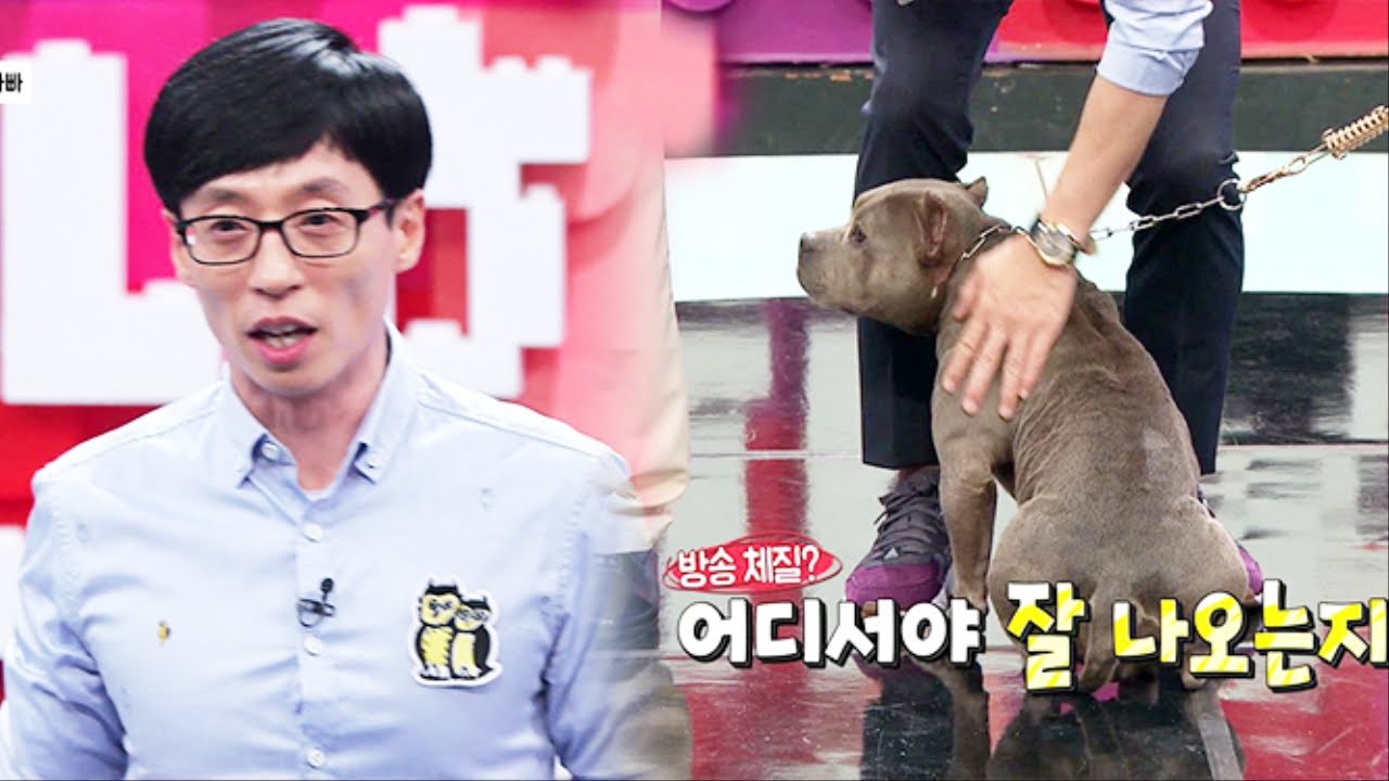 유재석, 견공 사랑 한 몸에... @동상이몽, 괜찮아 괜찮아 20150926