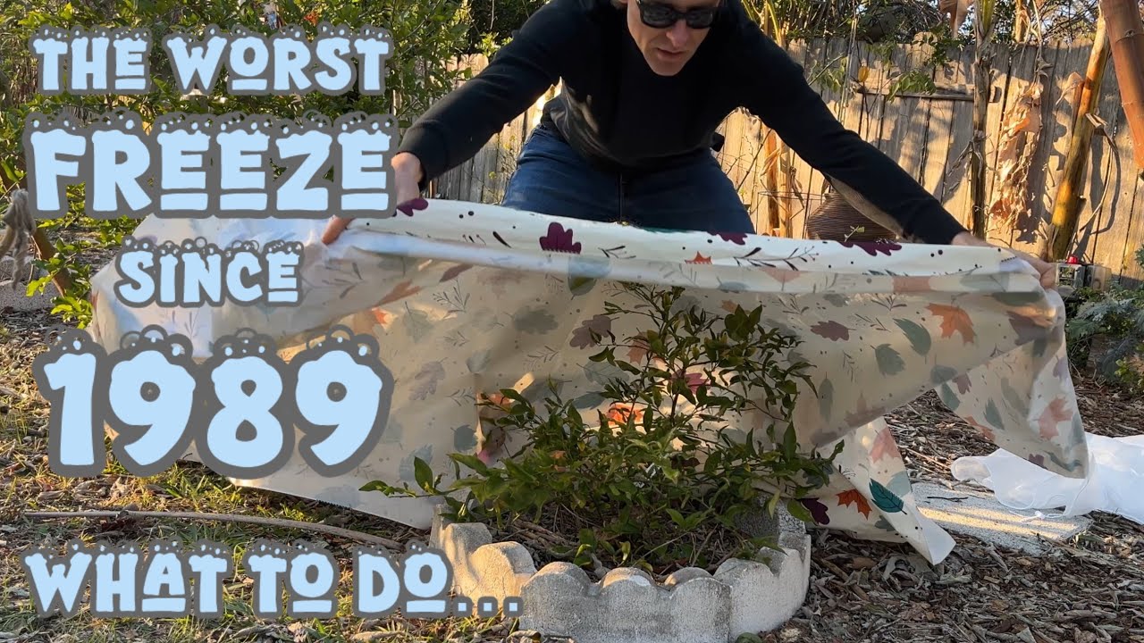 How to Properly Cover Your Plants for Freezes and What I’m Doing For My Food Forest to Protect