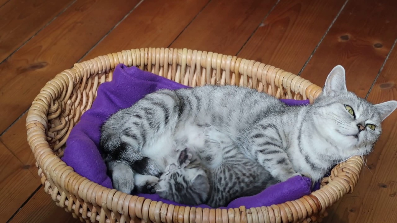 Kittens - British cat Whiskas - Kitten with mother - long video