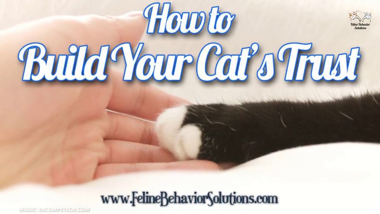How to Build Your Cat's Trust