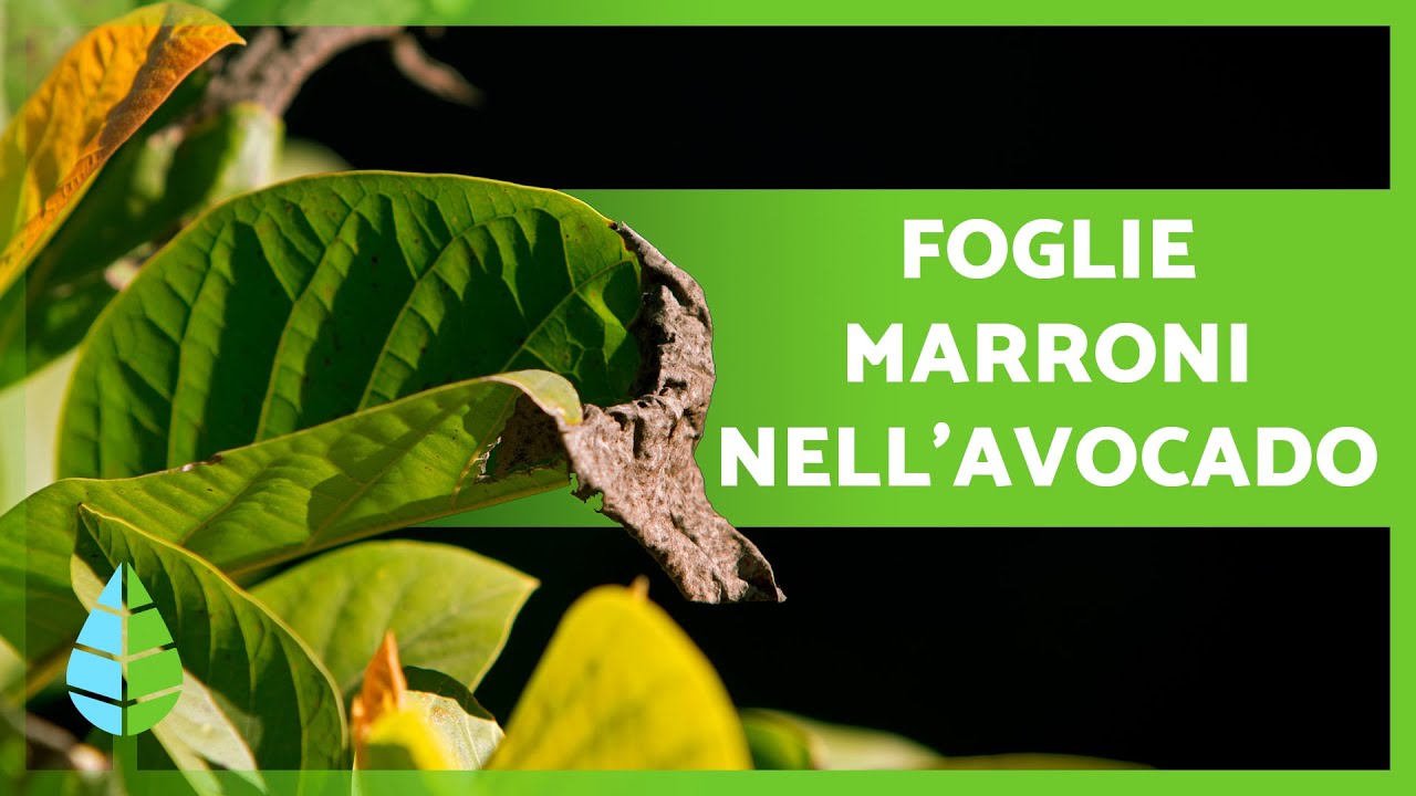 Come CURARE le FOGLIE MARRONE dell'AVOCADO 🍂🥑 (5 Cause e Soluzioni) ✅