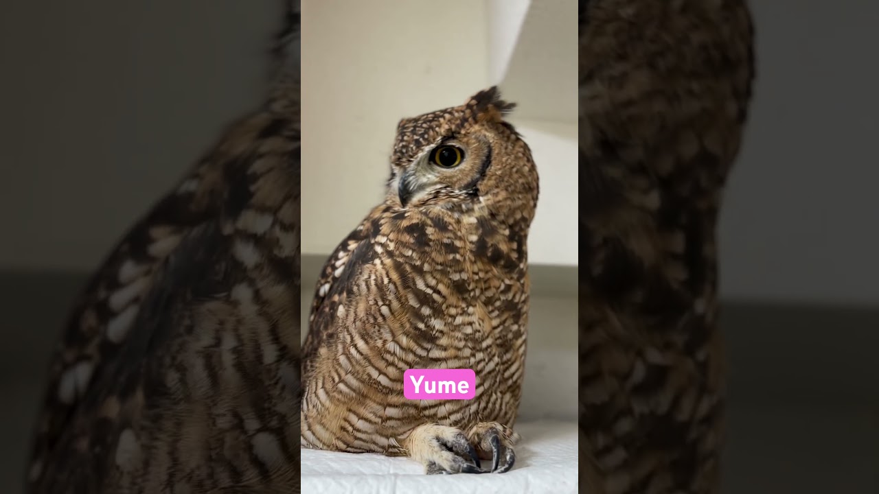 Relaxing🦉