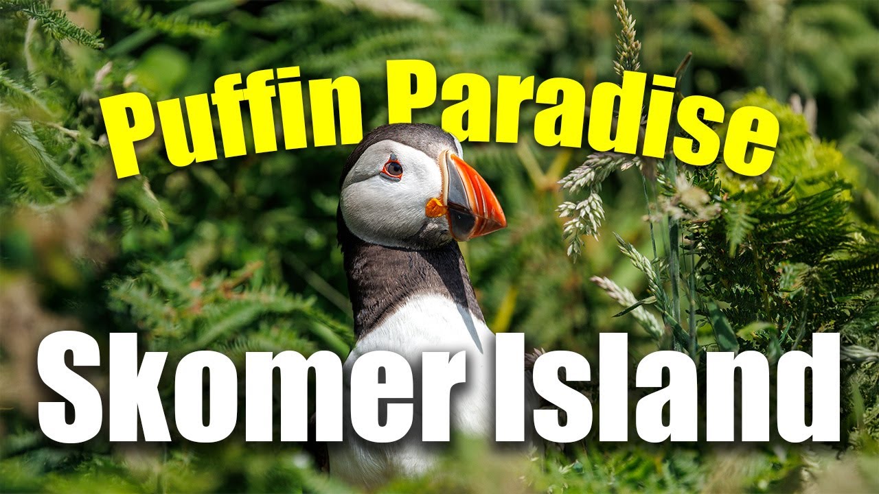 Puffins of Skomer Island 🐧 | Magical Wildlife Experience Off the Welsh Coast