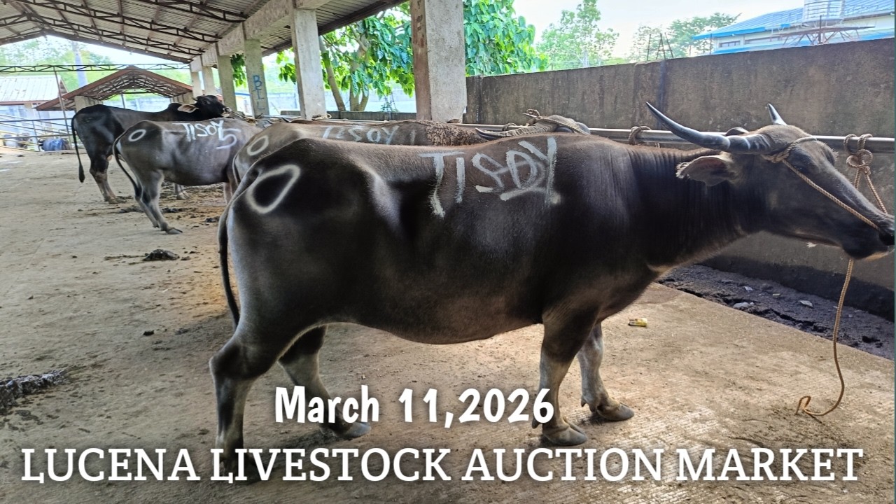 Kabayo Baka at Kalabaw! Lucena Auction Market Quezon