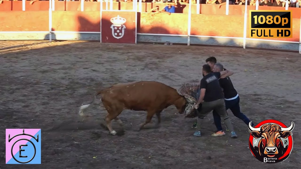 Quinto. Suelta de Vacas en Plaza | 30/07/2025 | Ganad. Oliva Escudero