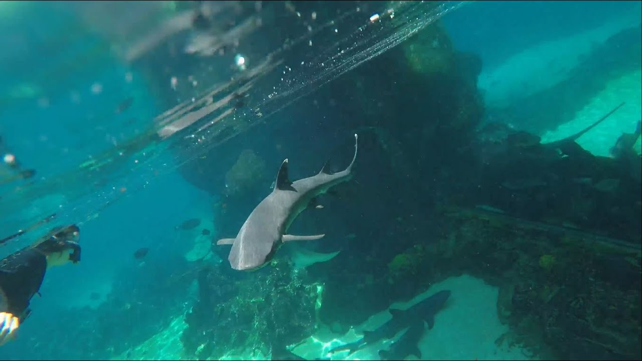 Swimming with Sharks at Sea World Australia