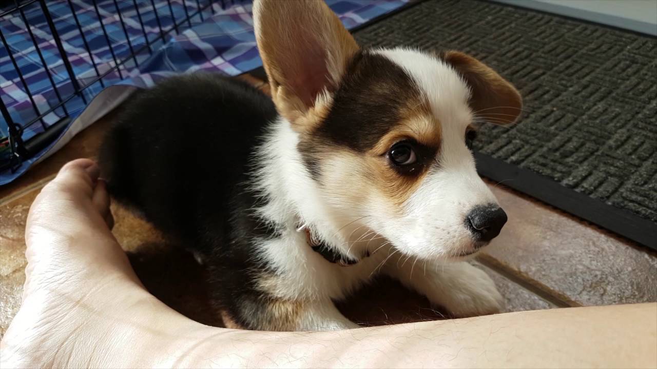 CORGI PUPPIES' FIRST DAY AT HOME | Hiro the Corgi