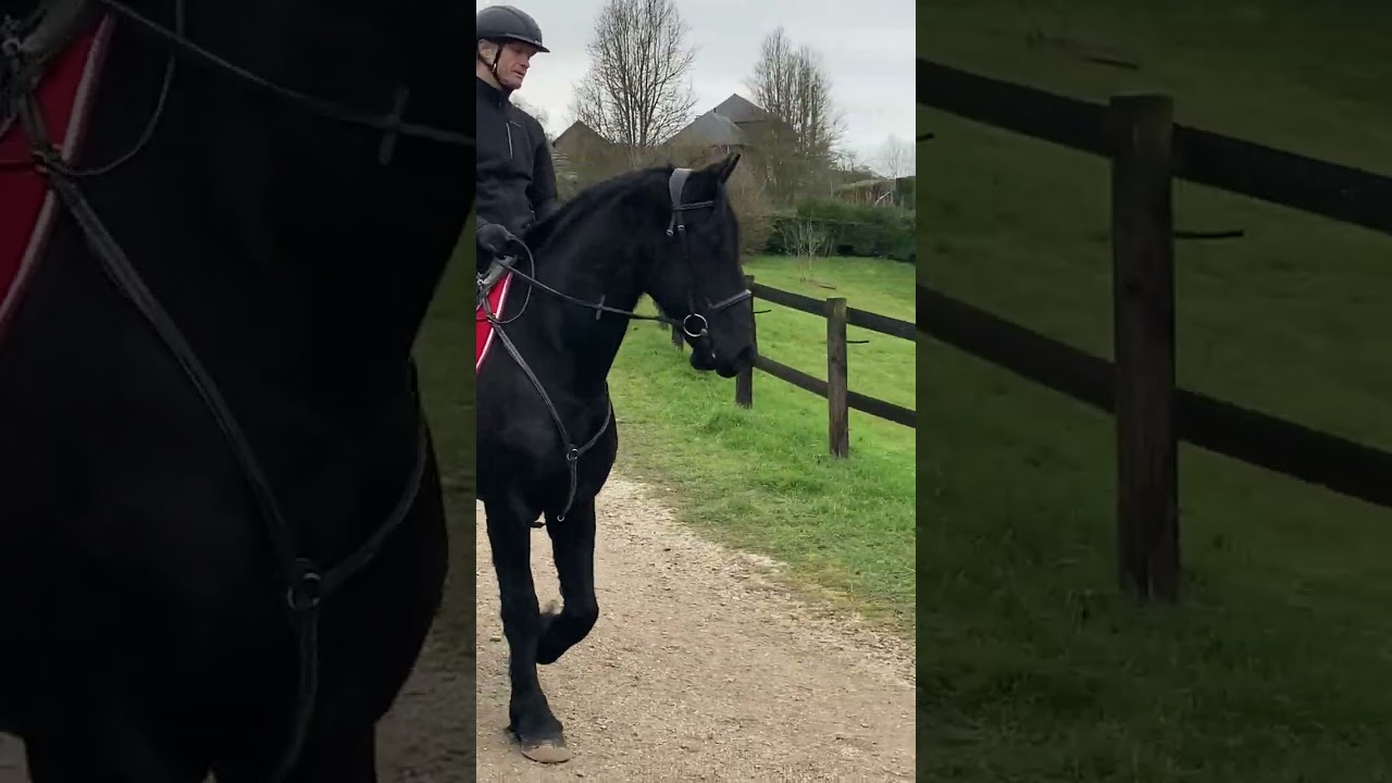 Cheval &agrave; vendre - Frison Hongre Ster de 6 ans - equirodi.com