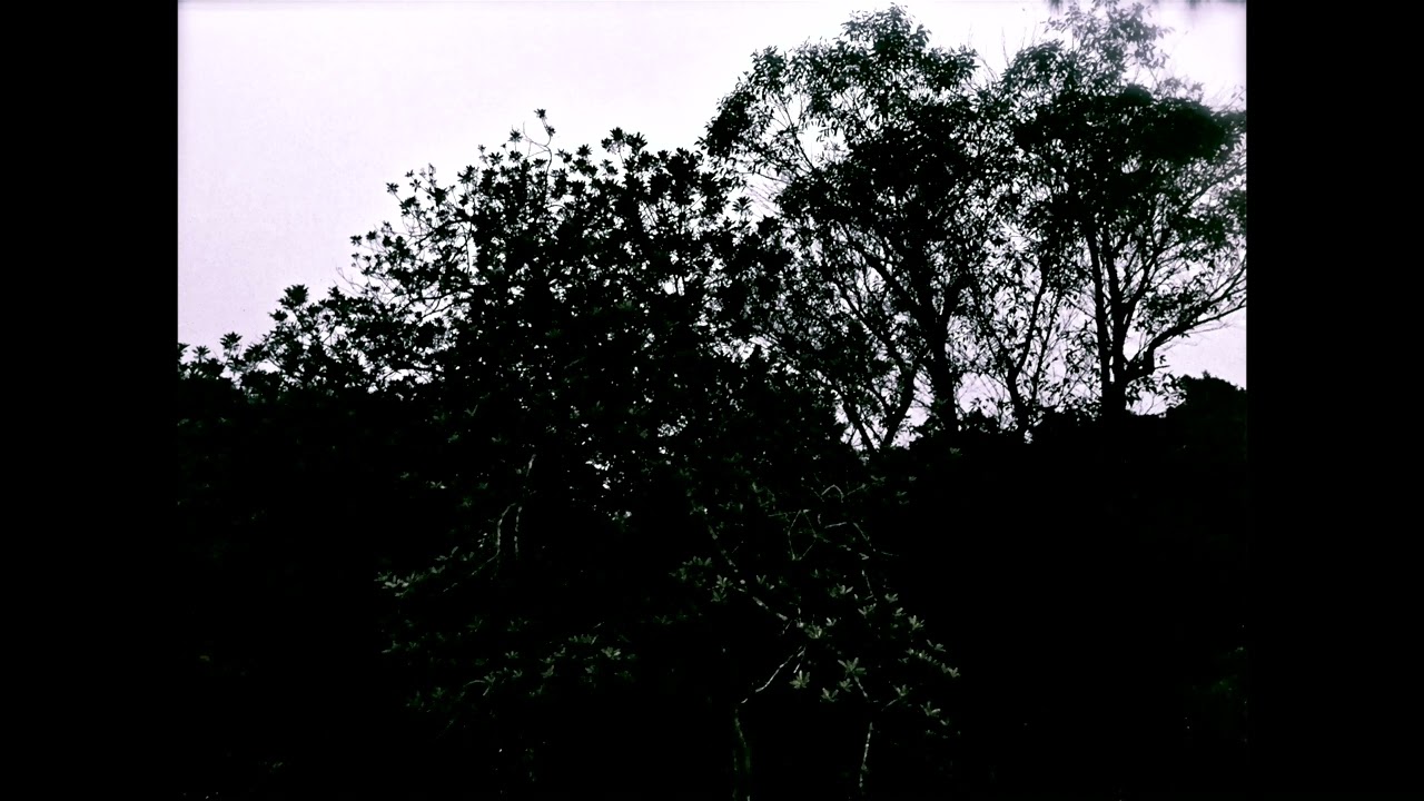 Babacar (Caroline Crawley) - Tree
