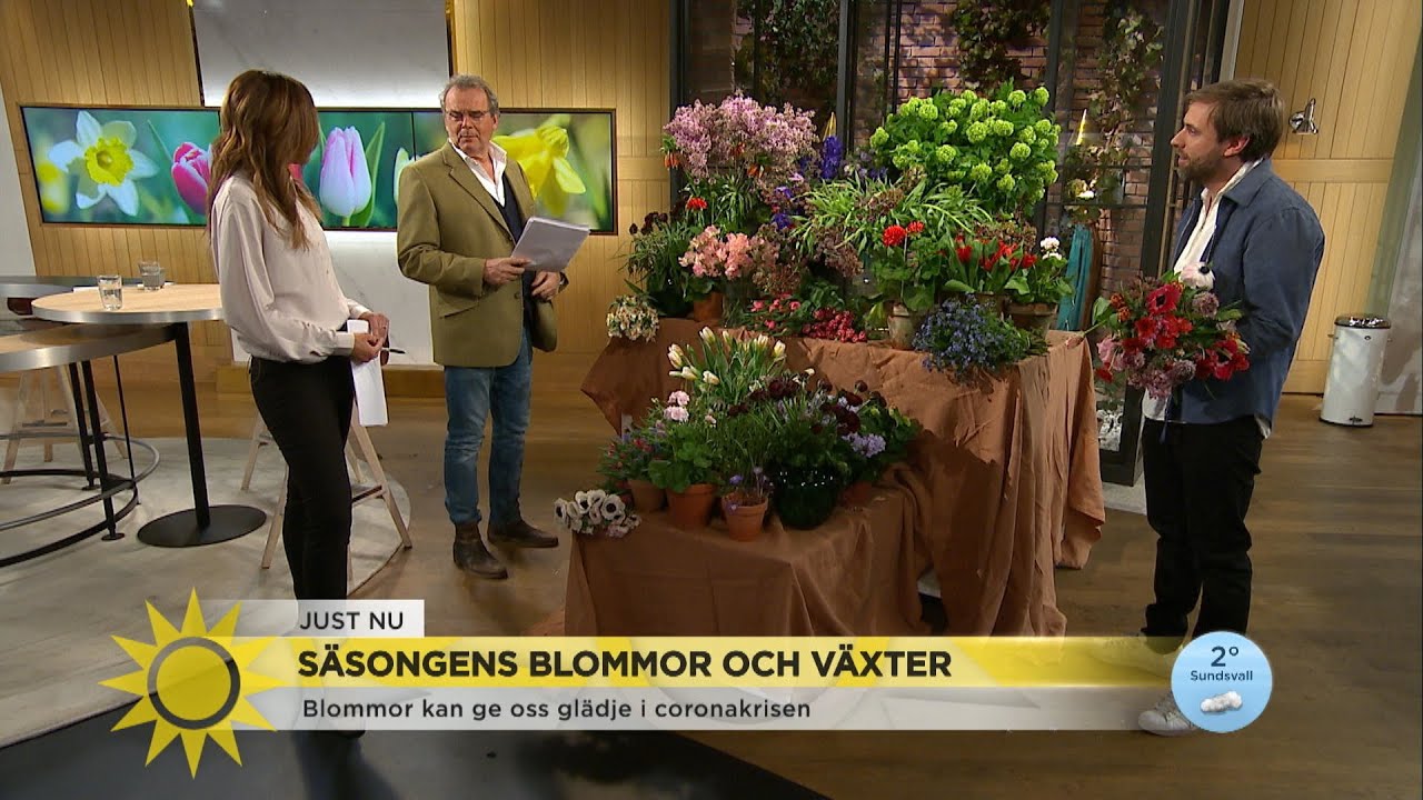 Säsongens vackraste växter: ”Att skicka blommor hjälper till” - Nyhetsmorgon (TV4)