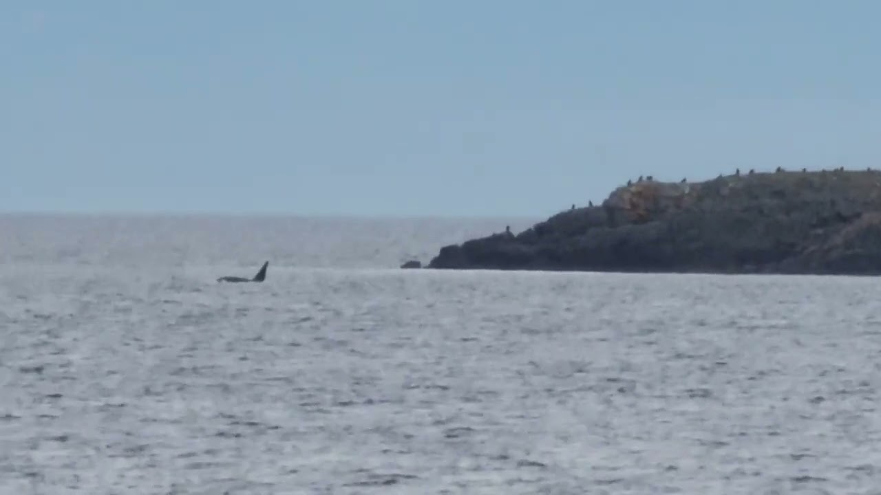 ORCAS. An amazing long day in Nanoose, Vancouver Island. January 27th, 2026.