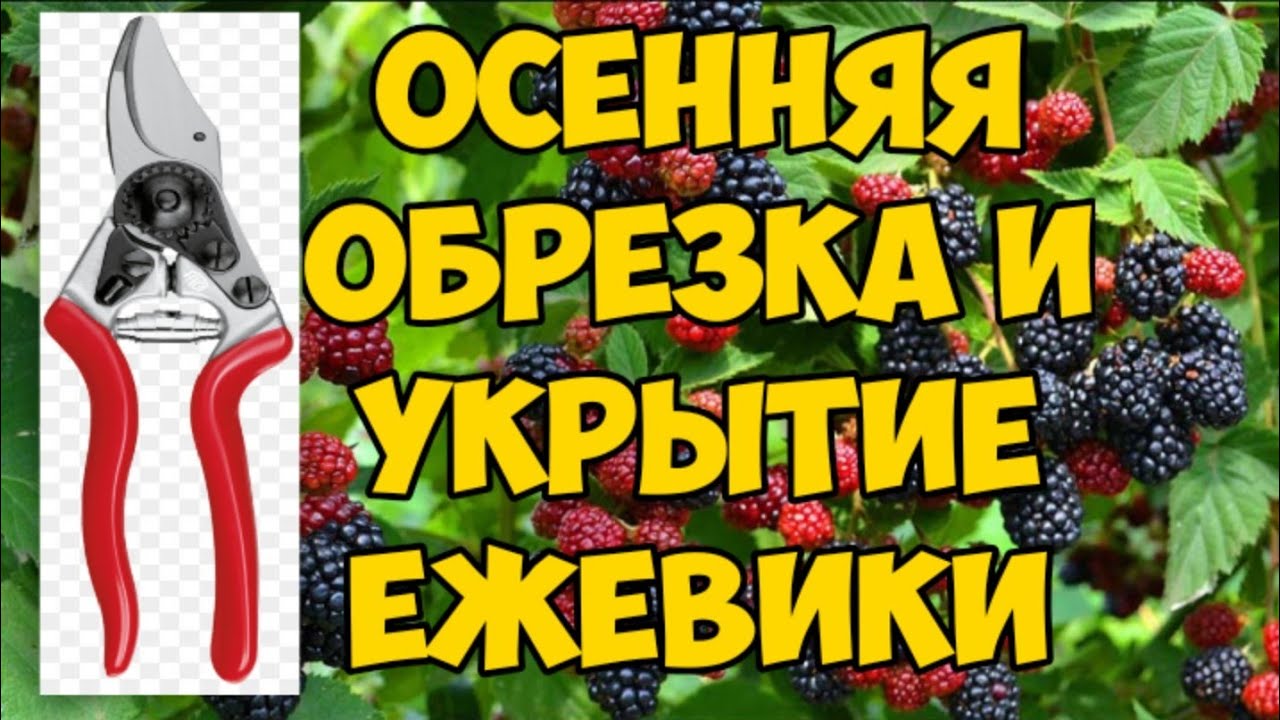 🔴Осенняя обрезка и укрытие ежевики🔴